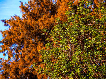 Trees against sky during autumn