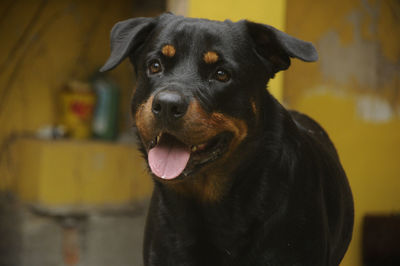 Close-up portrait of a dog