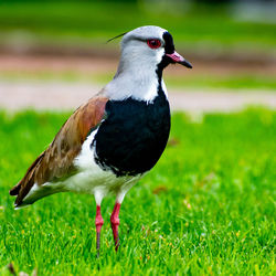 Close-up of a bird on field