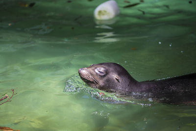 Sea lion swimming in sea