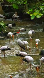 Flock of birds in lake