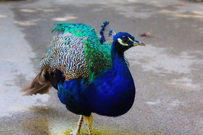 Close-up of peacock