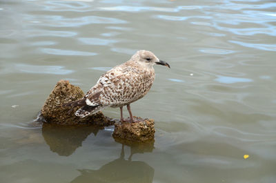 Juvenile herring gull standing on rock in lake