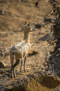 Rear view of deer standing on field