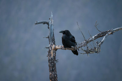 Bird perching on a tree