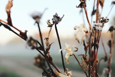 Close-up of flower buds