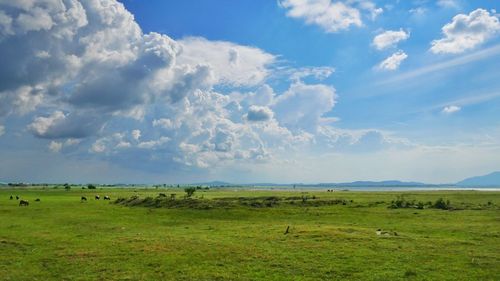 Scenic view of grassy field against sky