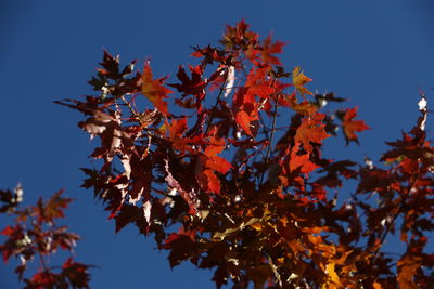 Low angle view of maple tree against sky