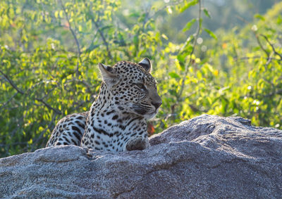 View of a cat on rock