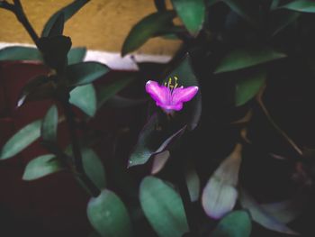 Close-up of purple flowering plant