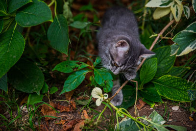 Close-up of a cat