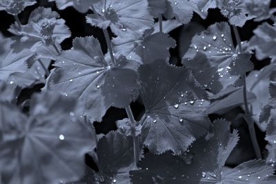 Close-up of raindrops on leaves