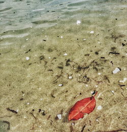 High angle view of fish swimming in sea