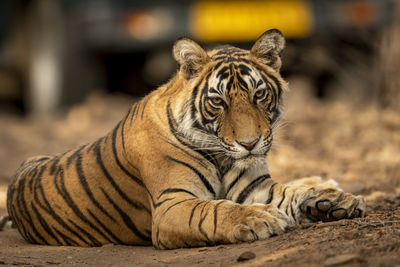 Portrait of cat resting in zoo