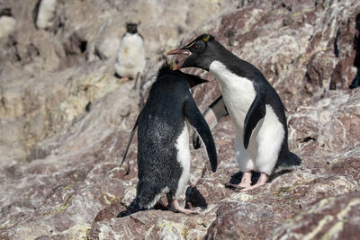 View of an animal on rock