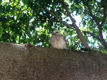 Low angle view of squirrel sitting on wall