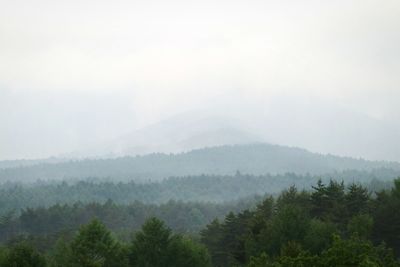 Trees in forest against sky during foggy weather