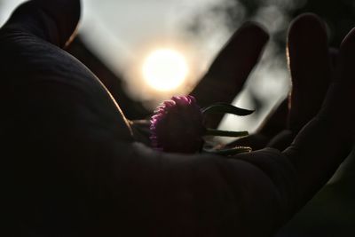 Cropped image of man holding plant