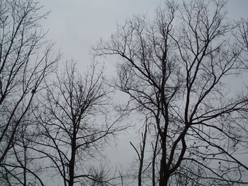 Low angle view of bare trees against sky