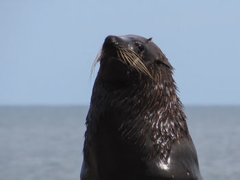 Close-up of sea lion against sky