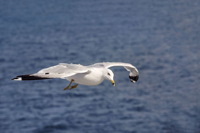 Seagull flying over sea