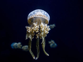 Close-up of jellyfish swimming in sea