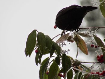 Close-up of bird perching on tree