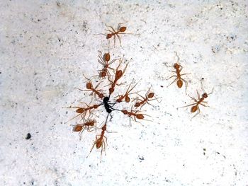 High angle view of insect on snow covered land