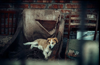 Portrait of cat sitting in abandoned room