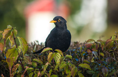 Close-up of bird perching on leaf