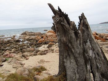 Close-up of dead tree on rock by sea against sky
