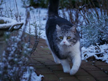 Portrait of cat sitting outdoors