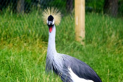 Close-up of a bird on grass