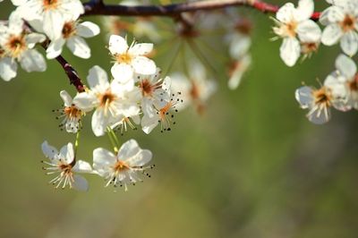 Close-up of white flowers