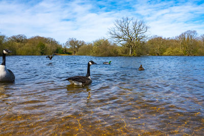 Ducks swimming in lake