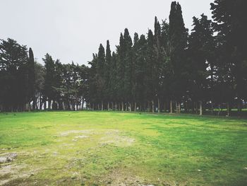 Trees on field against sky