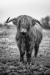 Highland cattle