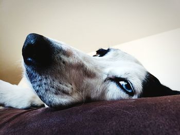 Close-up of dog lying on bed