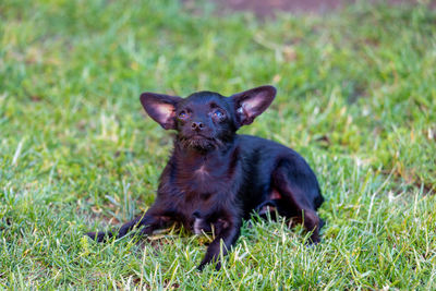 Portrait of black dog