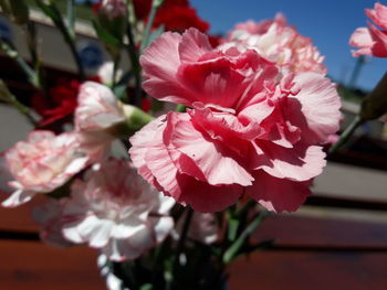 Close-up of pink rose flower