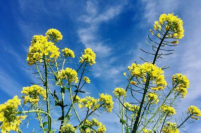 Close-up of yellow flowering plant against cloudy sky