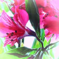 Close-up of pink flowers