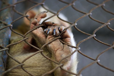 Close-up of a monkey on chainlink fence