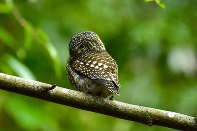 Close-up of bird perching on branch