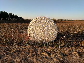 Hay bales on field against clear sky