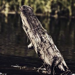 Close-up of log on wood