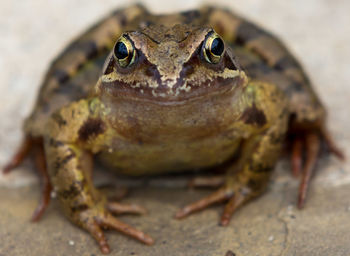 Close-up of frog