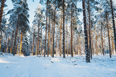 Trees in forest during winter