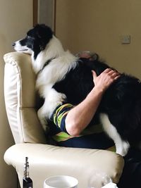 Dog sitting on sofa at home