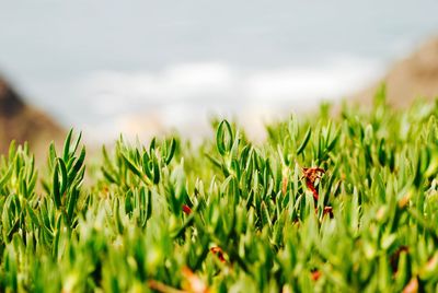 Plants growing on grass